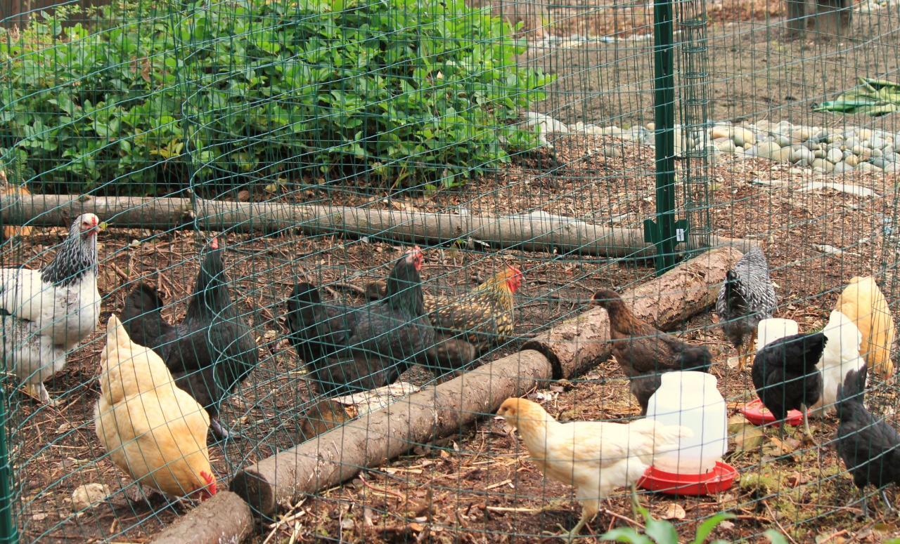 Adding New Chickens to Flock | Chickens backyard, Chickens, Pet chickens Adding New Chickens to Flock | Chickens backyard, Chickens, Pet chickens