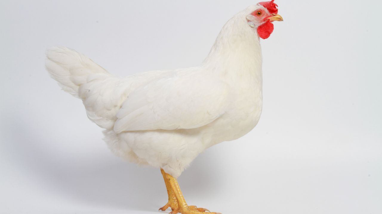 10 Chicken Breeds to Give You the Most Fresh Eggs For You to Enjoy 10 Chicken Breeds to Give You the Most Fresh Eggs For You to Enjoy
