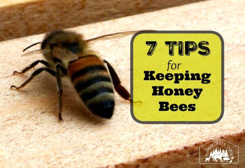 Bee Keeping- Must Read before getting BEES! - Nesting With Grace Bee Keeping- Must Read before getting BEES! - Nesting With Grace