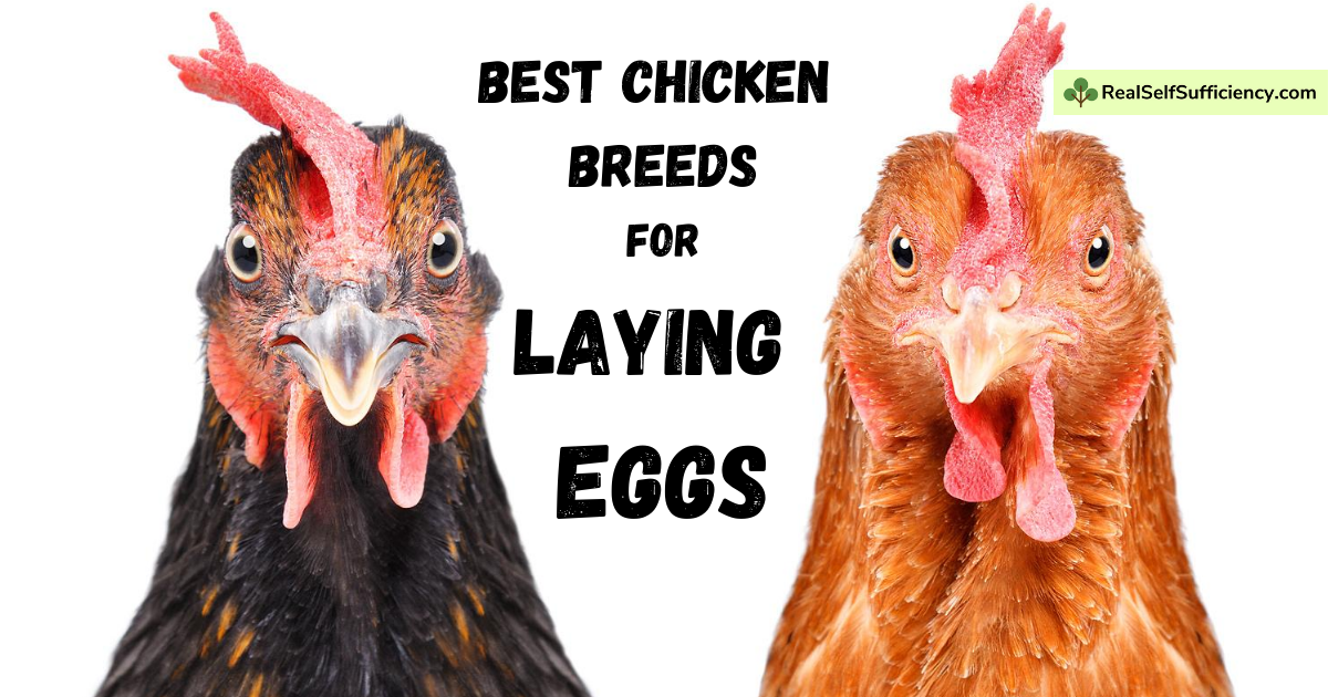 10 Chicken Breeds to Give You the Most Fresh Eggs For You to Enjoy 10 Chicken Breeds to Give You the Most Fresh Eggs For You to Enjoy