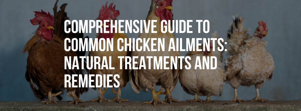 Treating Chicken Diseases Naturally - The Pioneer Chicks Treating Chicken Diseases Naturally - The Pioneer Chicks
