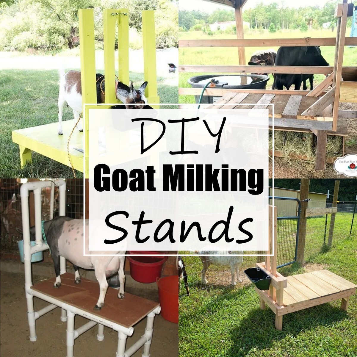 13 DIY Goat Milking Stand Ideas With Dimensions - All Sands 13 DIY Goat Milking Stand Ideas With Dimensions - All Sands
