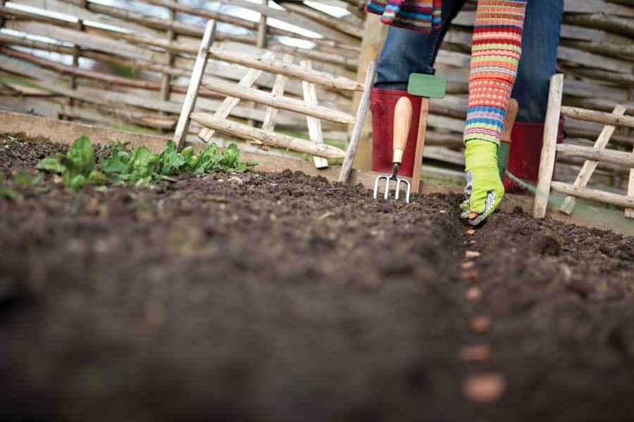 How to Preserve and Rejuvenate Heirloom Vegetable Seeds - Grit How to Preserve and Rejuvenate Heirloom Vegetable Seeds - Grit