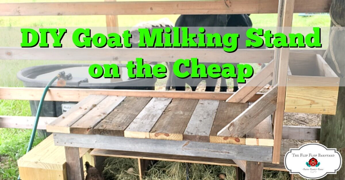 Building a Goat Milking Stand- Easy and Cheap Building a Goat Milking Stand- Easy and Cheap