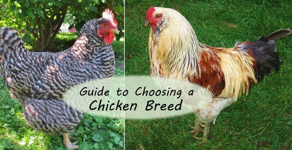 Guide to Choosing Chicken Breeds: Pick the Best Breeds for Your Flock Guide to Choosing Chicken Breeds: Pick the Best Breeds for Your Flock