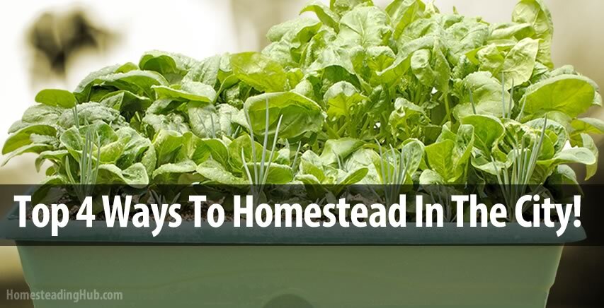 Apartment Homesteading: Top 4 Ways to Homestead in the City! - The ... Apartment Homesteading: Top 4 Ways to Homestead in the City! - The ...