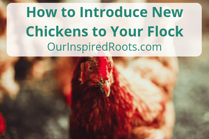 How to Introduce New Chickens into Your Existing Flock How to Introduce New Chickens into Your Existing Flock