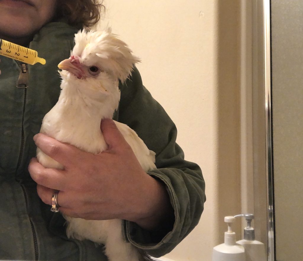 Treating Chicken Diseases Naturally - The Pioneer Chicks Treating Chicken Diseases Naturally - The Pioneer Chicks