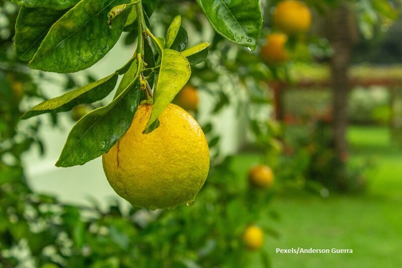 The Best Fruit Trees to Plant in Your Dry Climate Yard