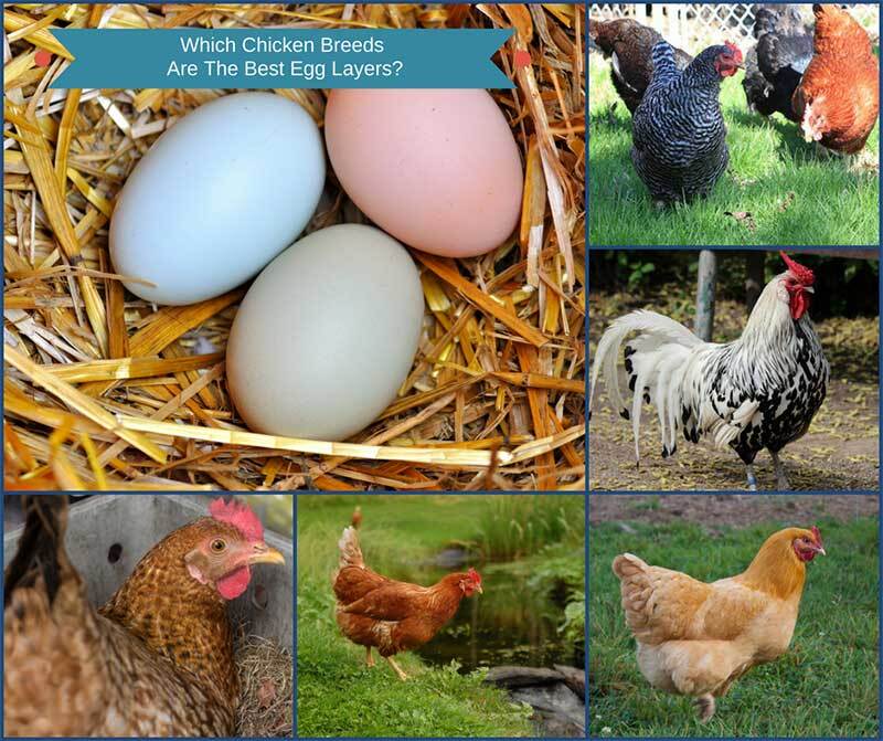 Which Chicken Breeds Are The Best Egg Layers? - Home and Gardening Ideas Which Chicken Breeds Are The Best Egg Layers? - Home and Gardening Ideas