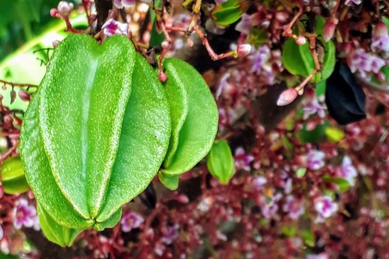 How to Select the Best Fruit Trees for your Backyard - The Backyard ...