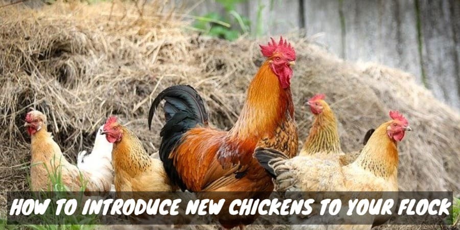 How to Introduce New Chickens to Your Flock - Sorry Chicken How to Introduce New Chickens to Your Flock - Sorry Chicken