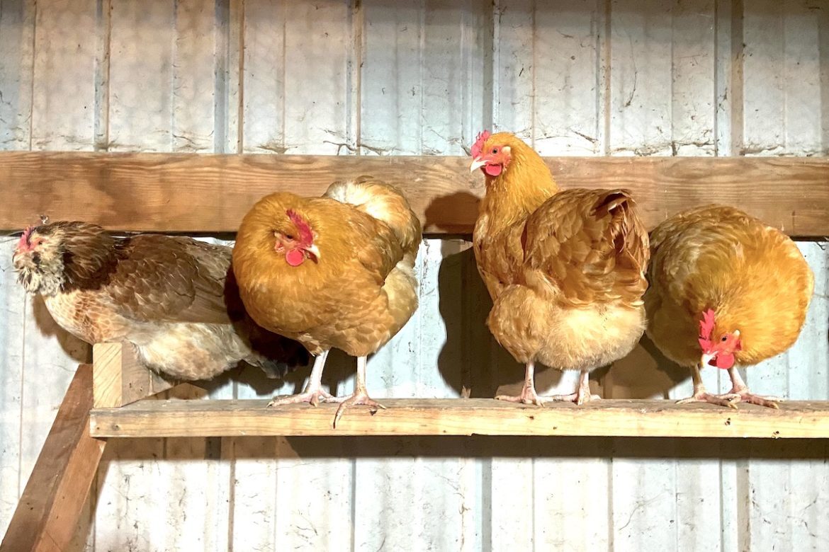 Predator Proof Chicken Coop Essentials You Need To Know - From Scratch ... Predator Proof Chicken Coop Essentials You Need To Know - From Scratch ...