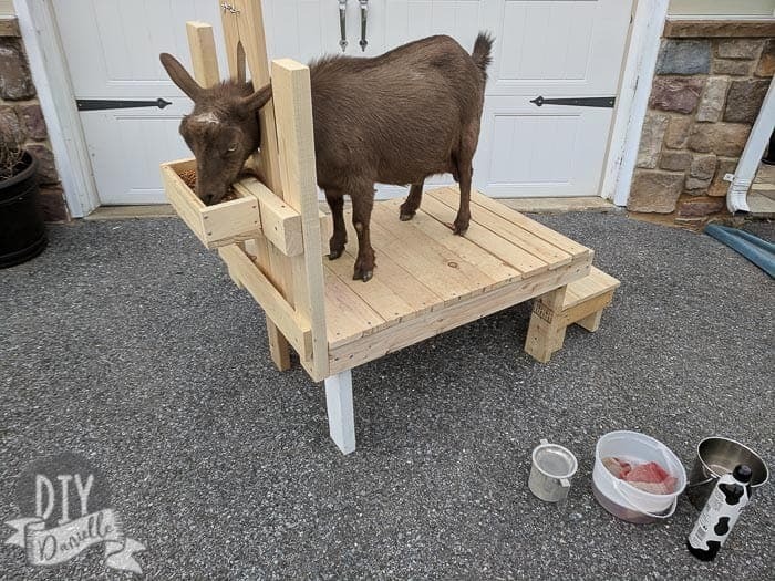 How to Make a Milking Stand for Nigerian Dwarf Goats - DIY Danielle® How to Make a Milking Stand for Nigerian Dwarf Goats - DIY Danielle®