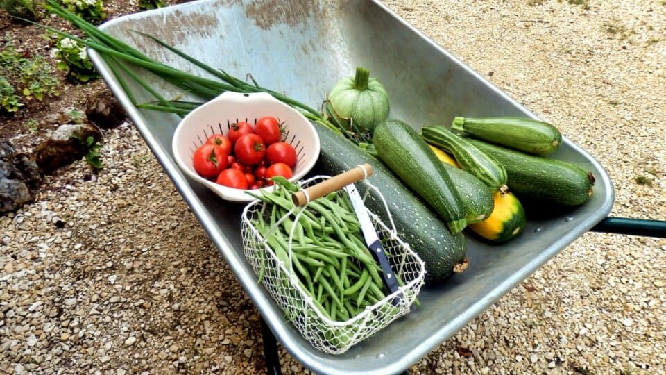 Simple Tips For Freezing Fresh Produce Simple Tips For Freezing Fresh Produce