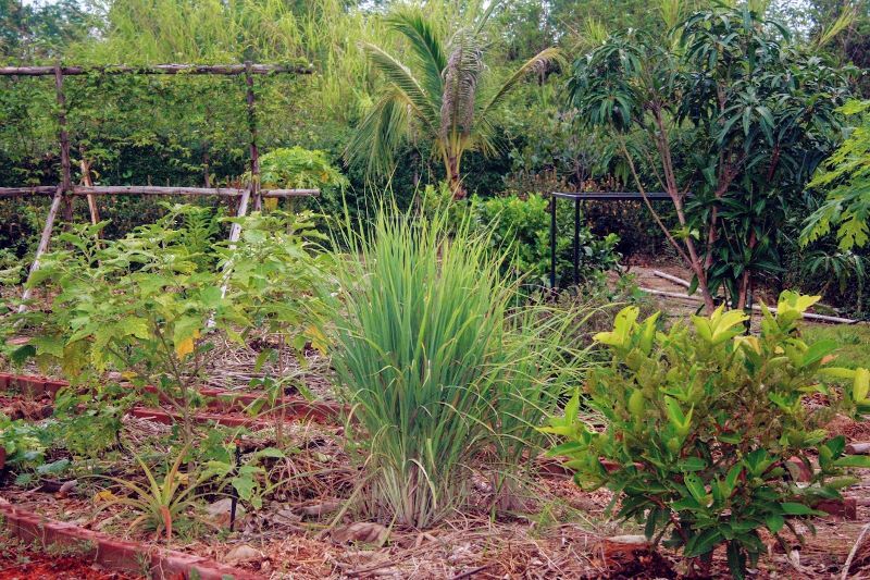 How to choose fruit trees to plant climate varieties more – Artofit