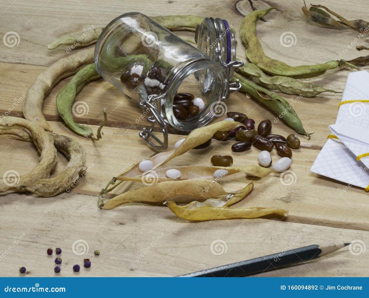 Harvesting and Saving Heritage and Heirloom Seeds Stock Photo - Image ... Harvesting and Saving Heritage and Heirloom Seeds Stock Photo - Image ...