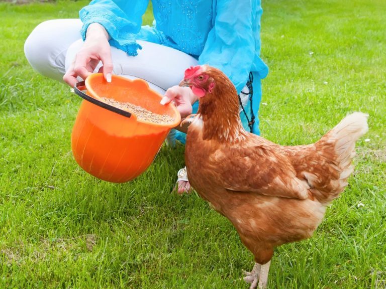 How to Ferment Chicken Feed for Healthier Chickens. - The Art of Doing ...