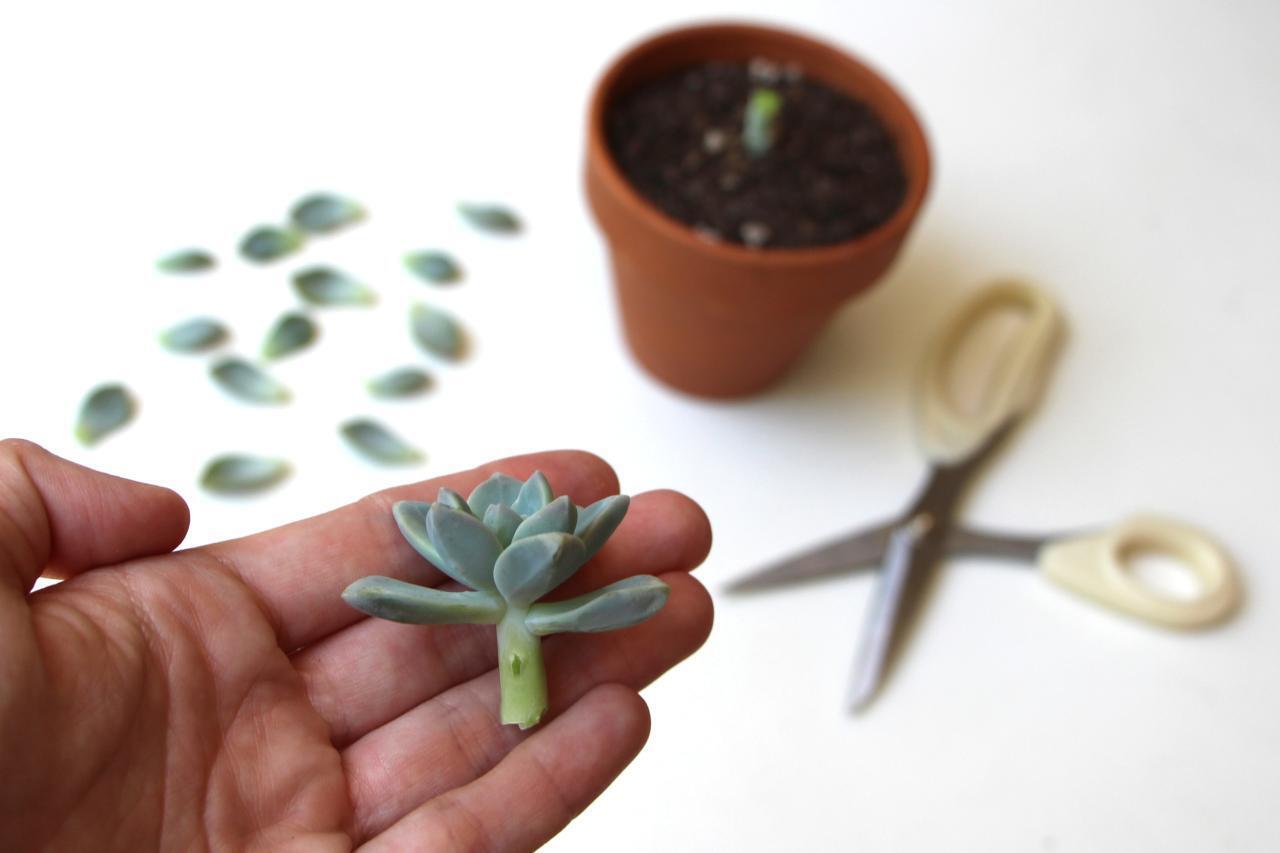 Propagating Succulents — Needles + Leaves Propagating Succulents — Needles + Leaves