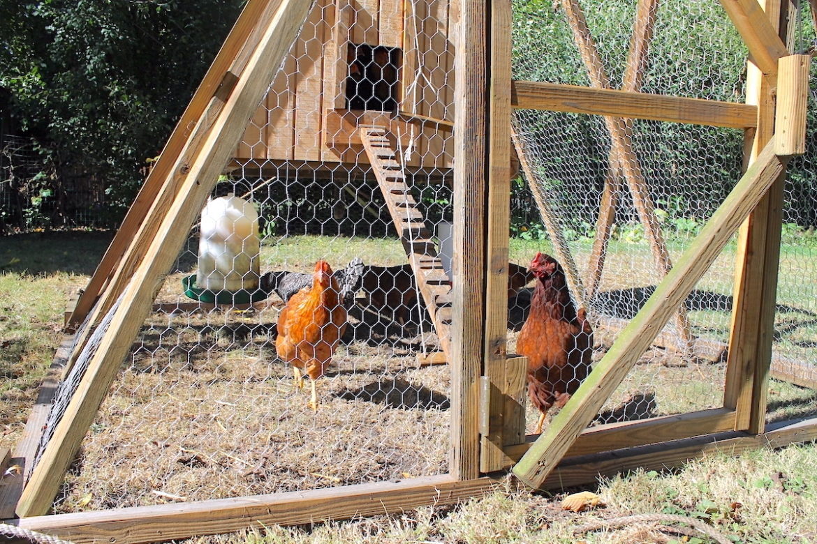 Predator Proof Chicken Coop Essentials You Need To Know - From Scratch ... Predator Proof Chicken Coop Essentials You Need To Know - From Scratch ...