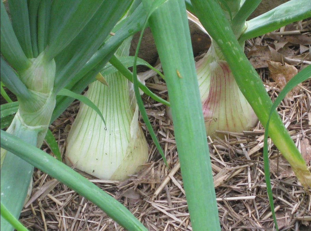 How to Store Onions from the Garden through the Winter How to Store Onions from the Garden through the Winter