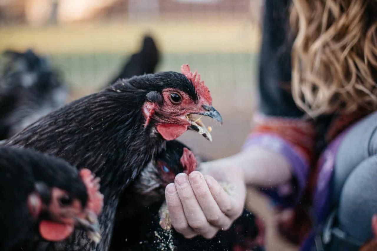 How to Diagnose and Treat Crop Ailments in Chickens How to Diagnose and Treat Crop Ailments in Chickens