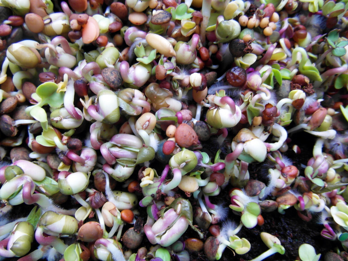 Free Images : fruit, flower, food, produce, vegetable, crop, grow ...